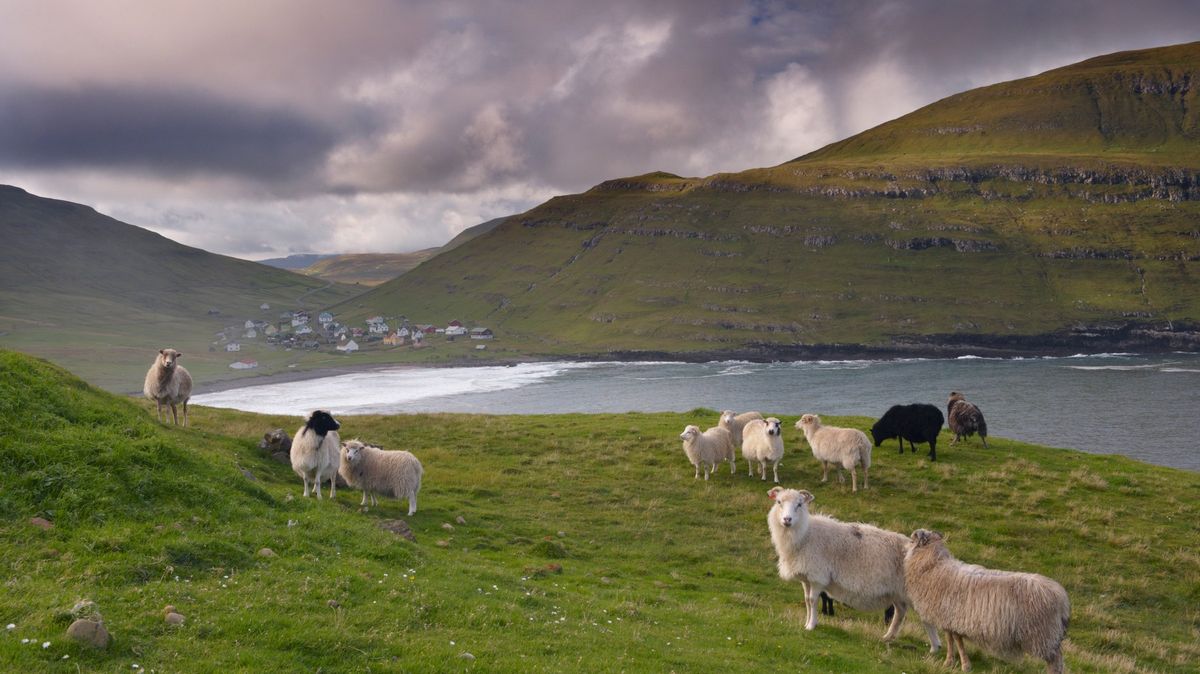 FOTO: Na malebném severském souostroví žije víc ovcí než lidí